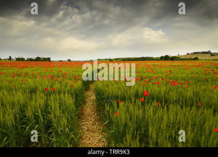 Spektakuläre Toskana frühling landschaft mit roter Mohn in ein grünes Weizenfeld, in der Nähe von Monteroni d'Arbia (Siena) Toskana. Italien, Europa. Stockfoto
