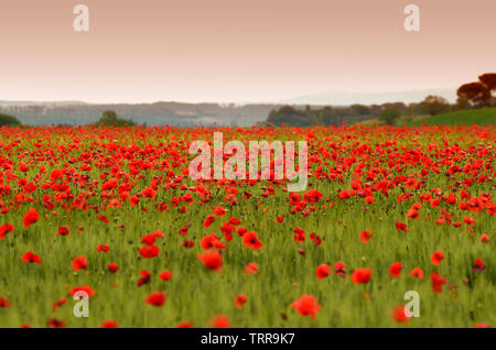 Schönen Bereich der rote Mohn in einem Feld von Weizen bei Sonnenuntergang in der Toskana in der Nähe von Monteroni d'Arbia (Siena). Italien. Stockfoto