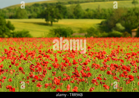 Schönen Bereich der rote Mohn in einem Feld von Weizen mit grünen Hügeln im Hintergrund in der Toskana in der Nähe von Monteroni d'Arbia (Siena). Italien. Stockfoto