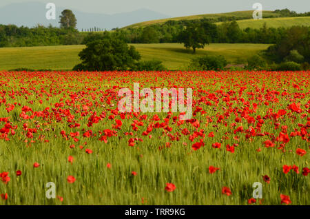 Schönen Bereich der rote Mohn in einem Feld von Weizen mit grünen Hügeln im Hintergrund in der Toskana in der Nähe von Monteroni d'Arbia (Siena). Italien. Stockfoto