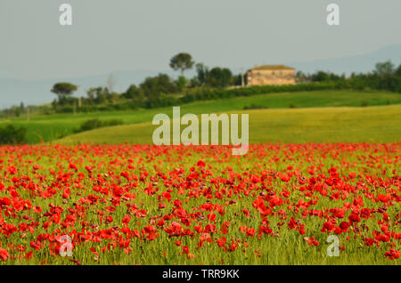 Schönen Bereich der rote Mohn in einem Feld von Weizen mit grünen Hügeln im Hintergrund in der Toskana in der Nähe von Monteroni d'Arbia (Siena). Italien. Stockfoto
