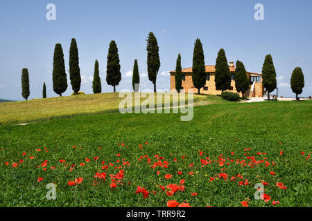 Pienza, Toskana - Juni, 2019: wunderschöne Toskana Landschaft, Ackerland I Cipressini. Italienische Zypressen und Roter Mohn im Vordergrund mit blauem Himmel. Stockfoto