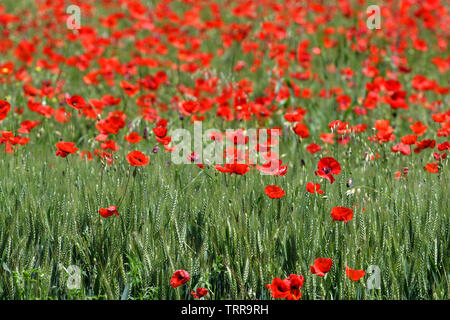 Schöne rote Mohnblumen in ein grünes Weizenfeld in der Toskana in der Nähe von San Quirico d'Orcia (Siena). Italien. Stockfoto