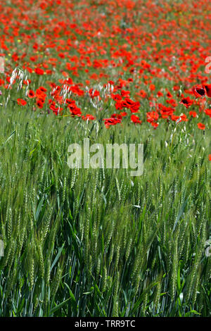 Schöne rote Mohnblumen in ein grünes Weizenfeld in der Toskana in der Nähe von San Quirico d'Orcia (Siena). Italien. Stockfoto