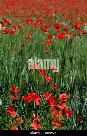 Schöne rote Mohnblumen in ein grünes Weizenfeld in der Toskana in der Nähe von San Quirico d'Orcia (Siena). Italien. Stockfoto