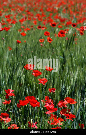 Schöne rote Mohnblumen in ein grünes Weizenfeld in der Toskana in der Nähe von San Quirico d'Orcia (Siena). Italien. Stockfoto