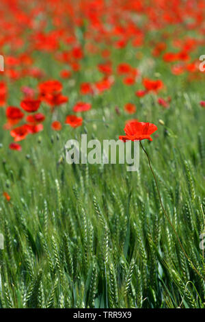 Schöne rote Mohnblumen in ein grünes Weizenfeld in der Toskana in der Nähe von San Quirico d'Orcia (Siena). Italien. Stockfoto