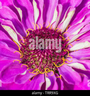 Eine Makroaufnahme einer Rosa/Lila zinnia blühen. Stockfoto