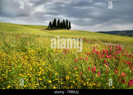 Val d'Orcia, Italien - Juni, 2019: Zypressen in der Nähe von San Quirico d'Orcia mit schönen Blumen im Vordergrund und bewölkter Himmel, Italien. Stockfoto