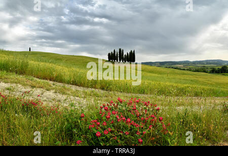 Val d'Orcia, Italien - Juni, 2019: Zypressen in der Nähe von San Quirico d'Orcia mit schönen Blumen im Vordergrund und bewölkter Himmel, Italien. Stockfoto