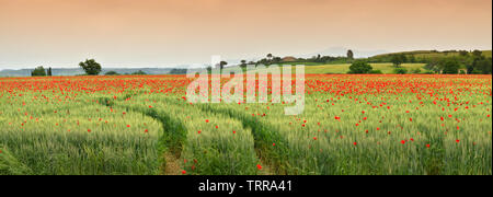 Spektakuläre Toskana frühling landschaft mit roter Mohn in ein grünes Weizenfeld, in der Nähe von Monteroni d'Arbia (Siena) Toskana. Italien, Europa. Stockfoto