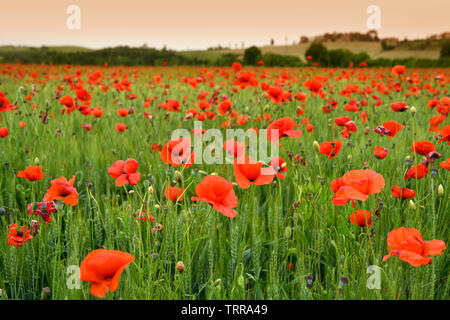 Spektakuläre Toskana frühling landschaft mit roter Mohn in ein grünes Weizenfeld, in der Nähe von Monteroni d'Arbia (Siena) Toskana. Italien, Europa. Stockfoto