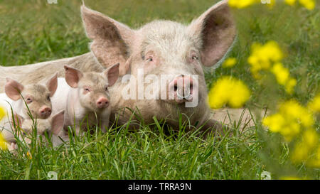 Glückliche Schweine auf einer blühenden Wiese im Frühjahr in Dänemark Stockfoto