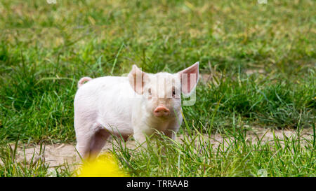 Glückliche Schweine auf einer blühenden Wiese im Frühjahr in Dänemark Stockfoto
