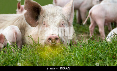 Glückliche Schweine auf einer blühenden Wiese im Frühjahr in Dänemark Stockfoto