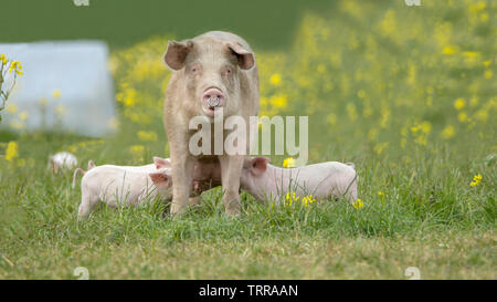 Glückliche Schweine auf einer blühenden Wiese im Frühjahr in Dänemark Stockfoto