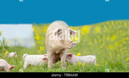 Glückliche Schweine auf einer blühenden Wiese im Frühjahr in Dänemark Stockfoto