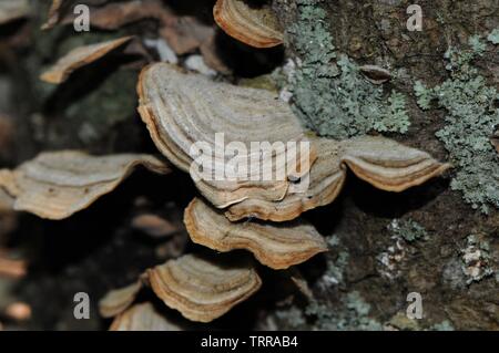 Austernpilze auf die Rinde eines Baumes. Stockfoto