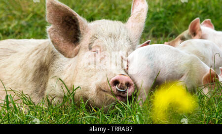 Glückliche Schweine auf einer blühenden Wiese im Frühjahr in Dänemark Stockfoto