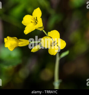 Eine Makroaufnahme eines kleinen gelben Wildblumen. Stockfoto