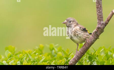 Ein Goldfinch hocken auf einem Zweig Stockfoto