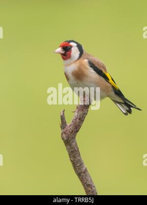 Ein Goldfinch hocken auf einem Zweig Stockfoto