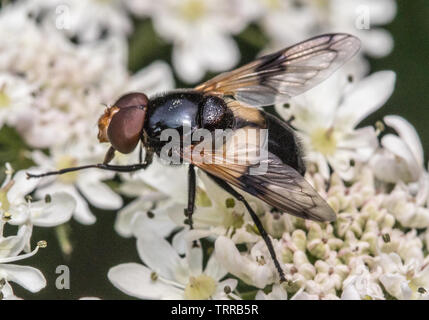 Zona pellucida Fliegen, Fliegen, Insekten auf einem kerbel Blume, Bestäubung, Fütterung durch den Fluss. Stockfoto