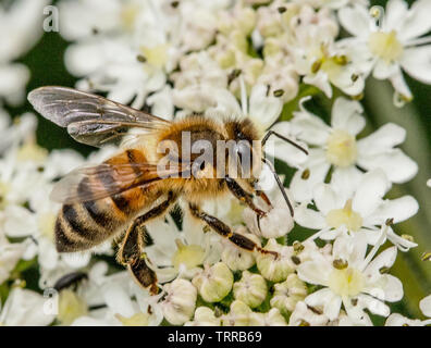 Honig Biene, Biene, die Tier- und Pflanzenwelt durch einen Fluss auf einer kerbel Blume in der Britischen Landschaft, Nektar sammeln und die Bestäubung. Stockfoto