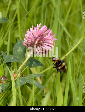 Paarung Hummeln Stockfoto