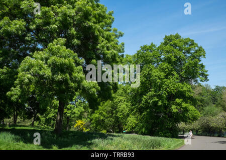 Sefton Park, Park, grün, grün, Oasis, urban, Lunge, Liverpool, Merseyside, Nordirland, Stadt, England, UK, GB, Großbritannien, Europa, Stockfoto