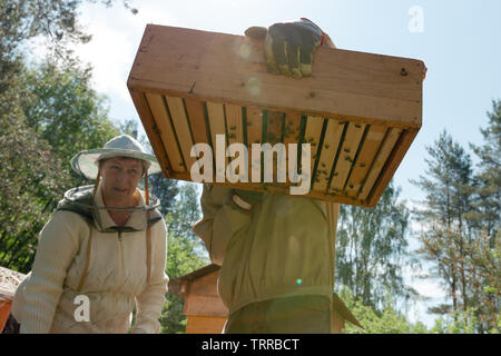 Imker arbeitet mit Bienen und Bienenstöcke auf dem Bienenstand. Stockfoto