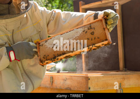 Imker arbeitet mit Bienen und Bienenstöcke auf dem Bienenstand. Stockfoto