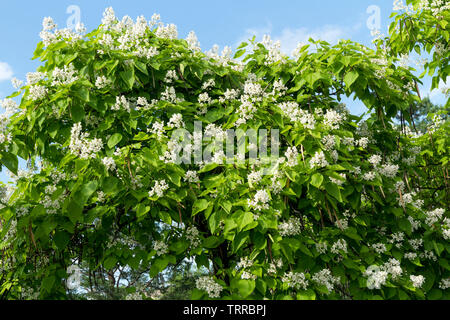 Catalpa speciosa weißen Blüten und Laub. Stockfoto