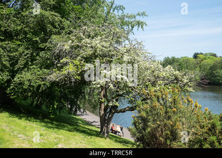 Sefton Park, Park, grün, grün, Oasis, urban, Lunge, Liverpool, Merseyside, Nordirland, Stadt, England, UK, GB, Großbritannien, Europa, Stockfoto