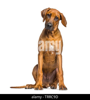 Rhodesian Ridgeback, 5 Monate alt, sitzt vor weißem Hintergrund Stockfoto