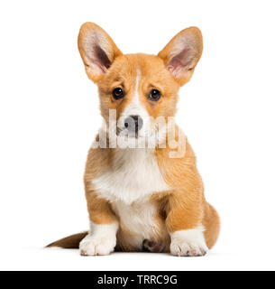 Pembroke Welsh Corgi, 3 Monate alt, sitzt vor weißem Hintergrund Stockfoto