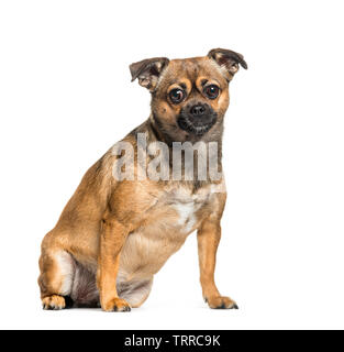Kreuz Rasse zwischen Pekinesen und Pinscher sitzt vor weißem Hintergrund Stockfoto