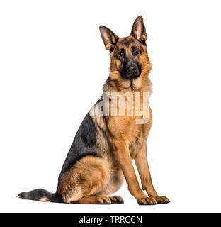 Deutscher Schäferhund vor weißem Hintergrund sitzen Stockfoto