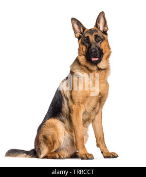 Deutscher Schäferhund vor weißem Hintergrund sitzen Stockfoto
