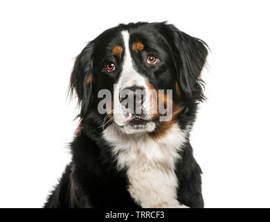 Berner Sennenhund vor weißem Hintergrund Stockfoto