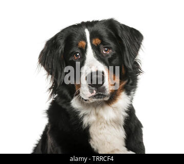 Berner Sennenhund vor weißem Hintergrund Stockfoto
