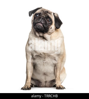 Pug vor weißem Hintergrund sitzen Stockfoto
