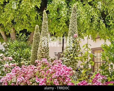 Botanische Anfang Sommer Magie in Vilaflor auf Teneriffa mit bereits verblasst riesige Tajinasten, Lorbeer Bäume, blühende Stauden im Vordergrund Stockfoto