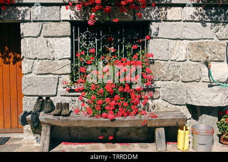 Italien Piemont Seen Lago d'Giulio italienischen Alpen Valsesia Tal Piode traditionellen Steinhäuser mit roten Blumen Geranien Architektur Garten Stockfoto