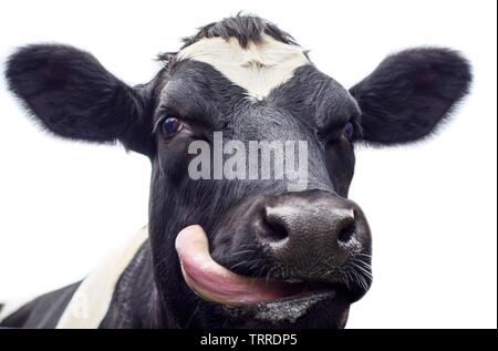 Nahaufnahme eines Kühe Kopf seine Zunge heraus Stockfoto