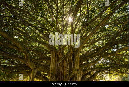 Die Sonne scheint durch einen Banyan-Baum Stockfoto