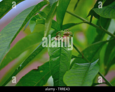 Peach Tree mit taphrina deformans, Pfirsich Blatt infizierten curl Stockfoto