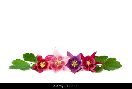 Verschiedene der Akelei Blumen in einer Reihe auf Weiß Rot Rosa Lila frische Blumen mit Wassertropfen isoliert Stockfoto