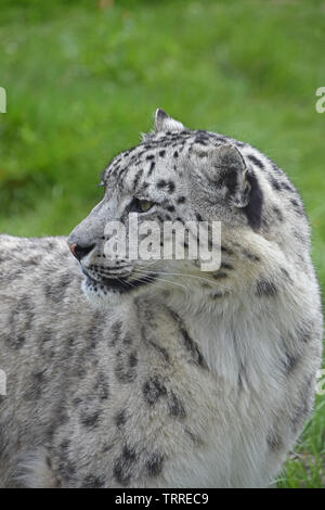 Snow Leopard - in Gehäuse - Porträt Stockfoto