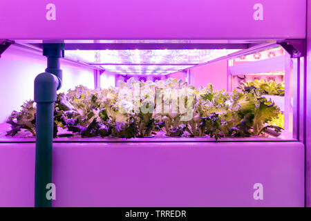 Smart indoor Farm, Photoperiodism Wachstum für Pflanzen Konzept. Künstliche LED-Lichtquelle in einem Experiment auf Gemüse Pflanzenwachstum verwendet Stockfoto